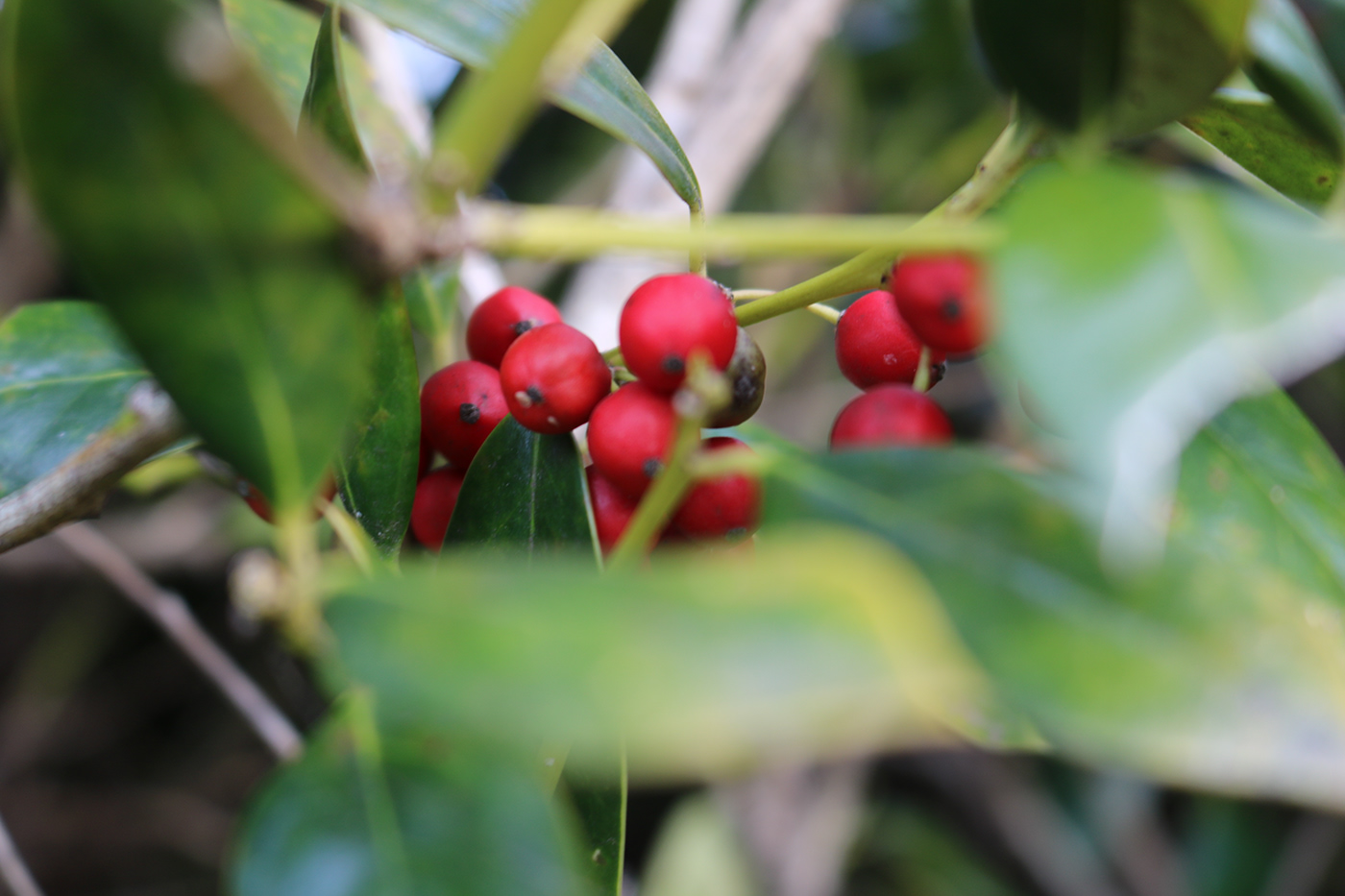 berries red Nature bush products Outdoor Photography  green