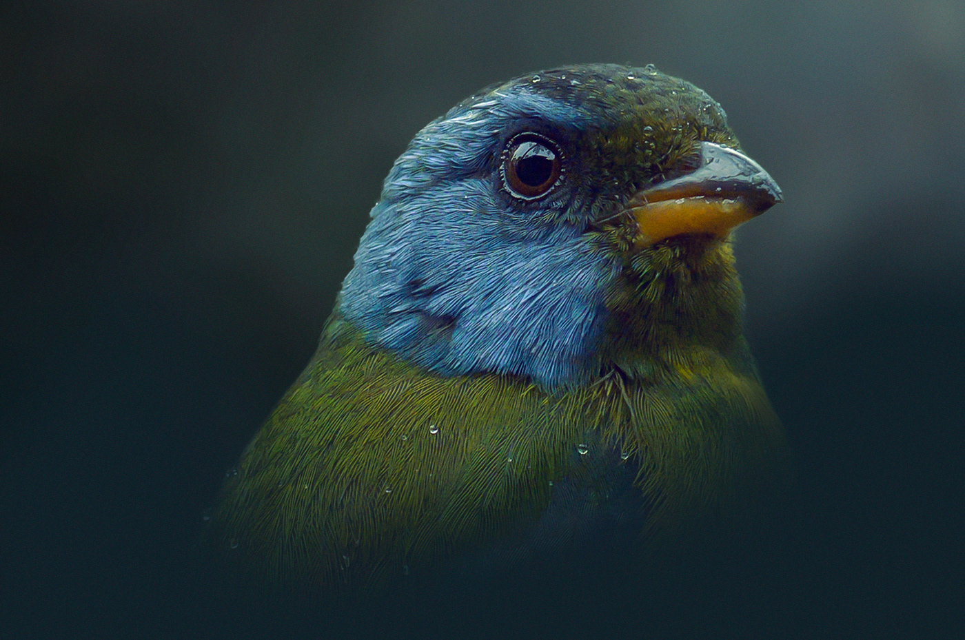 animal artist aves bird Ecuador fine art Landscape landscapes naturaleza Nature