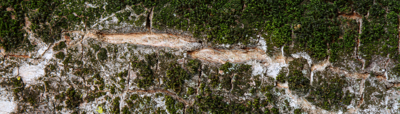 Nature abstract Aerial Landscape bark Tree  climate change macro environment imagination