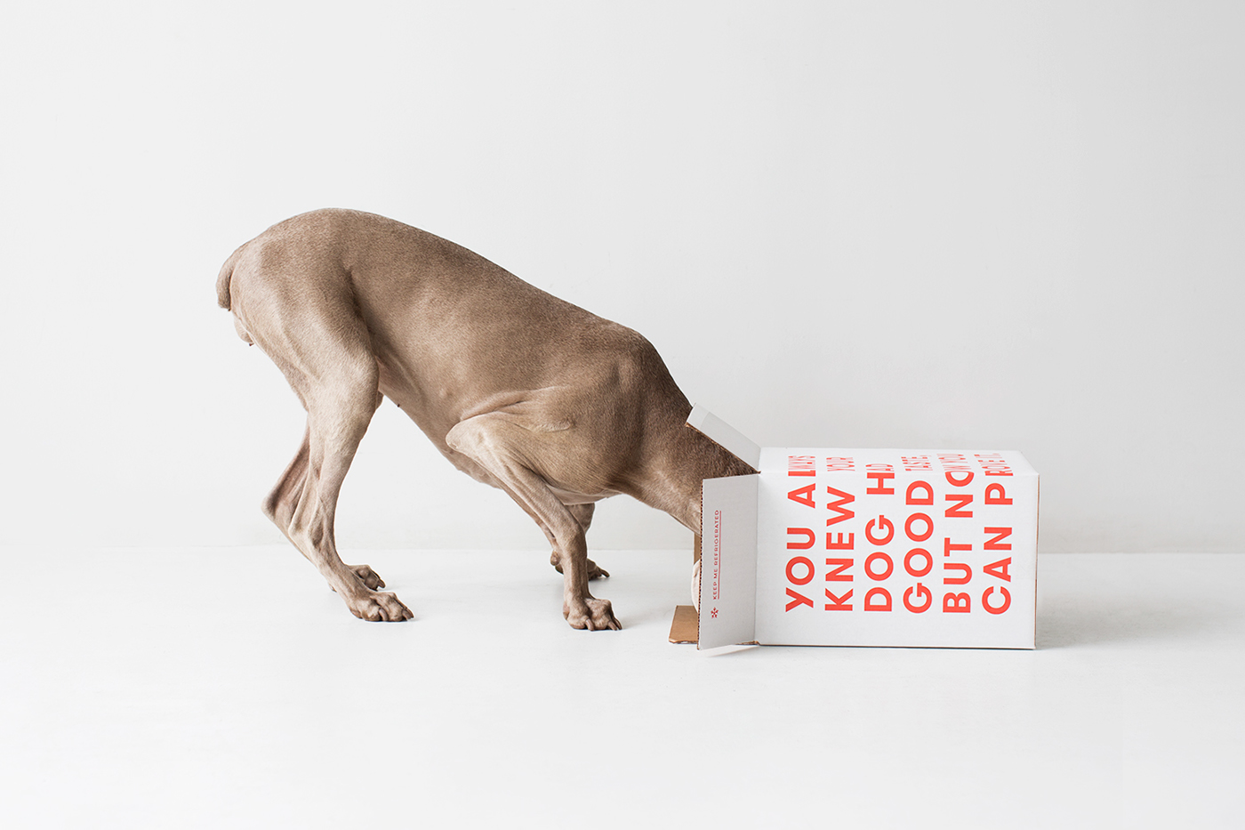 branding  logo print Web dog dog food Pet Packaging tape ILLUSTRATION 