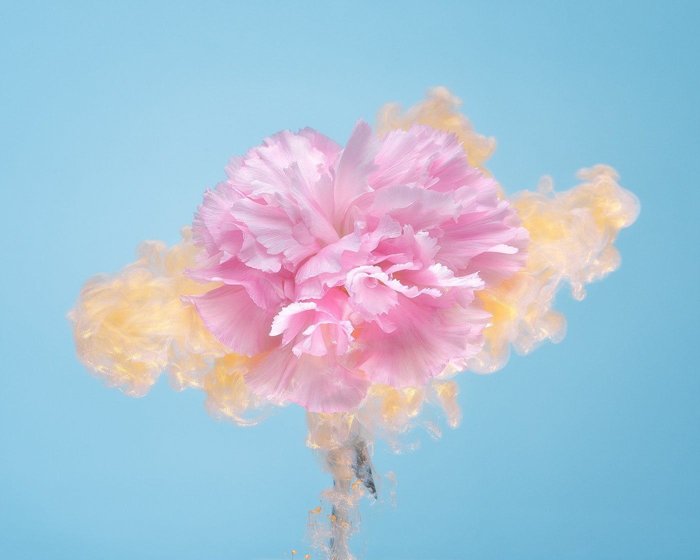 aqueous blossoms color colour fine art floral flower inkdrop inks Photography  water