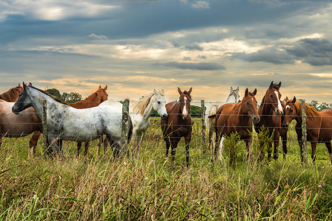 Outdoor countryside campo Fotografia naturaleza nature photography horses Landscape Nature caballos