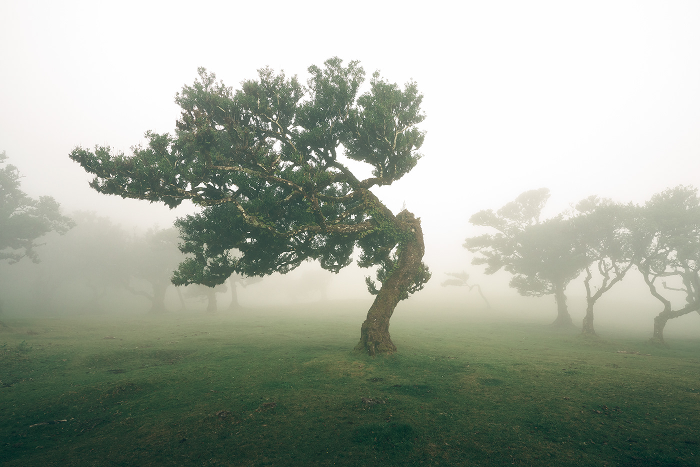 Madeira Island forest fanal Portugal Landscape mist Nature fog