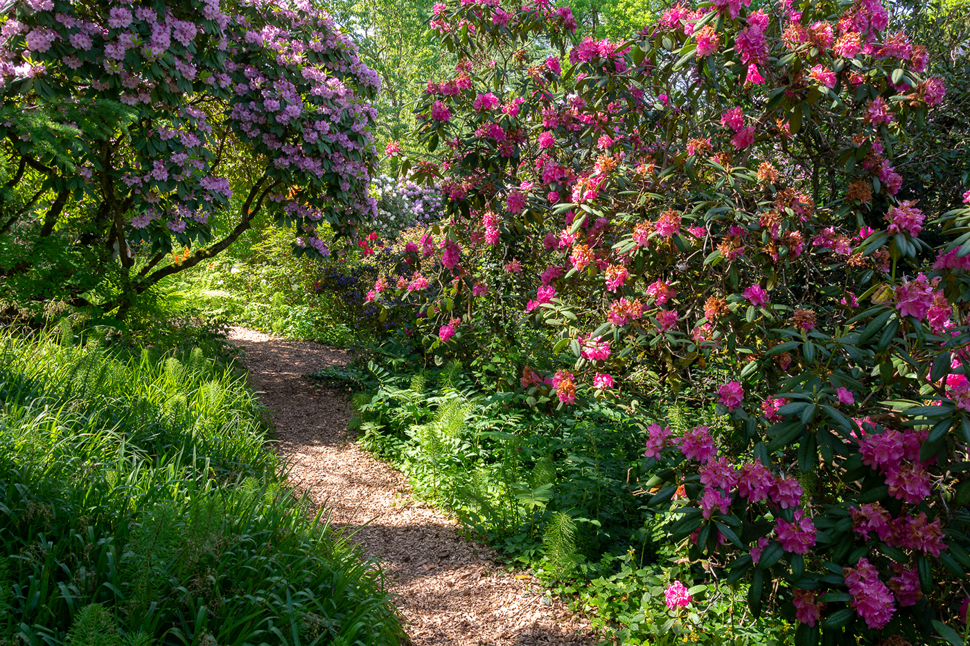 garden Landscape moor trees spring blossoms floral botanical Rhododendron Nature