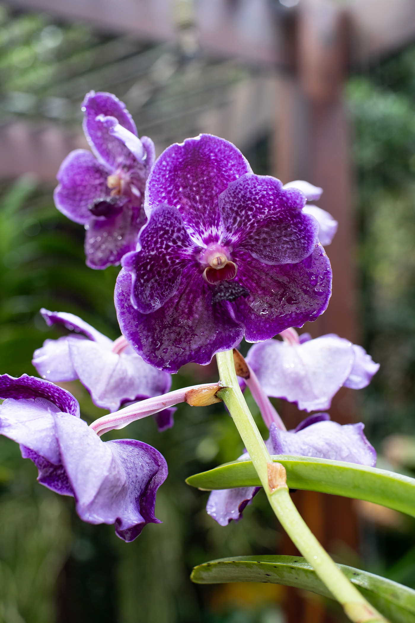 inhotim Flora Brasil Orquídeas