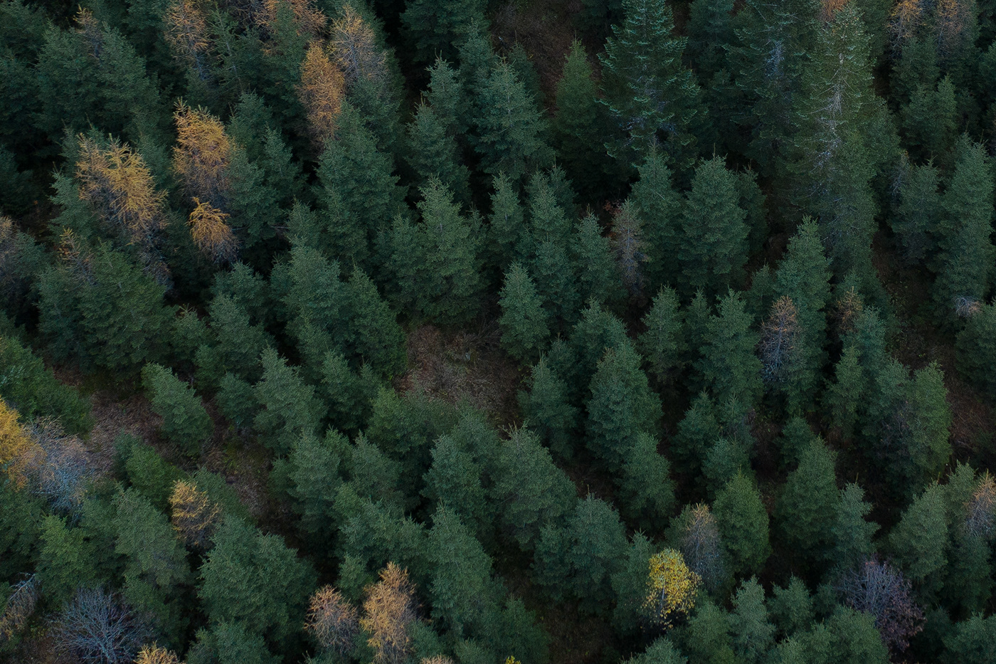Aerial autumn brahmino bramante dolomites drone foliage green trees