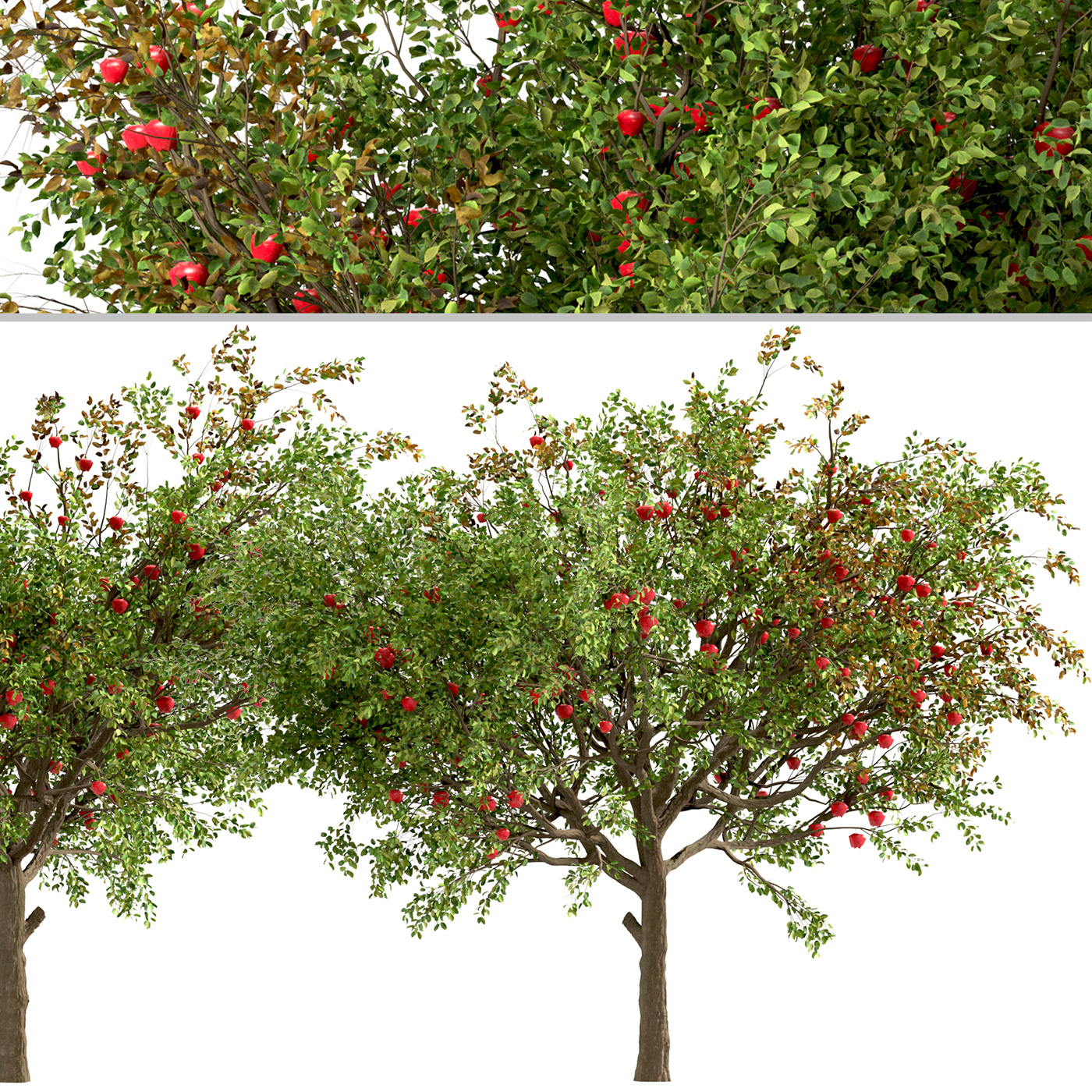 apple Apple Tree garden Landscape Landscape Architecture  Landscape Design Malus Outdoor Park Prunus