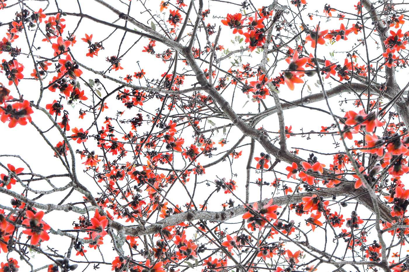 trees Nature Flowers High Key red green pattern leaves fine art spring