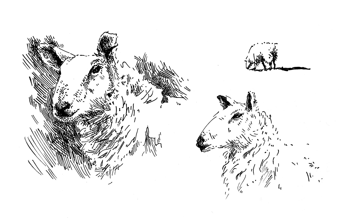 animals cow Drawing  ink journal pen pig rat sheep sketch