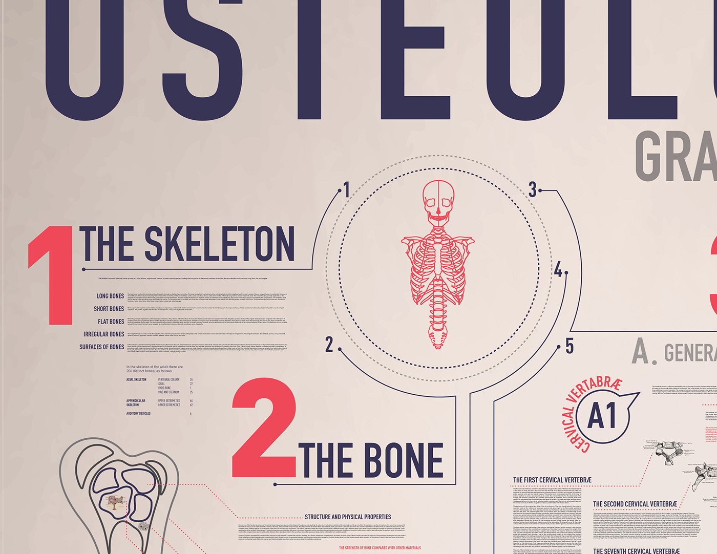 bones skeleton osteology grays anatomy medicine type inforgaph infographics