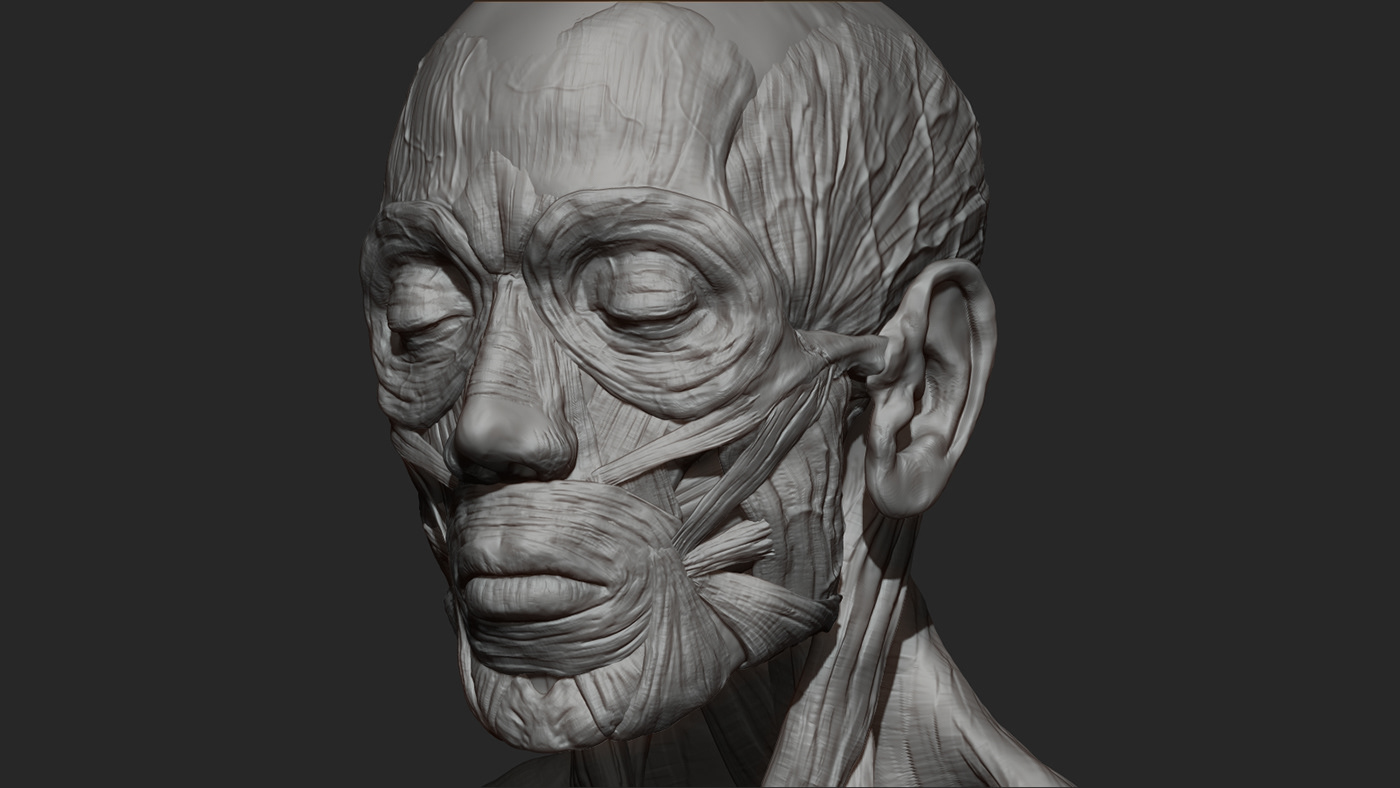 Facial Anatomy Sculpt.