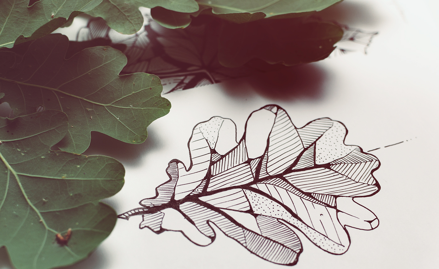 Nature Drawing  Tree  leaf Outdoor sketchbook sketch forest botanical wood