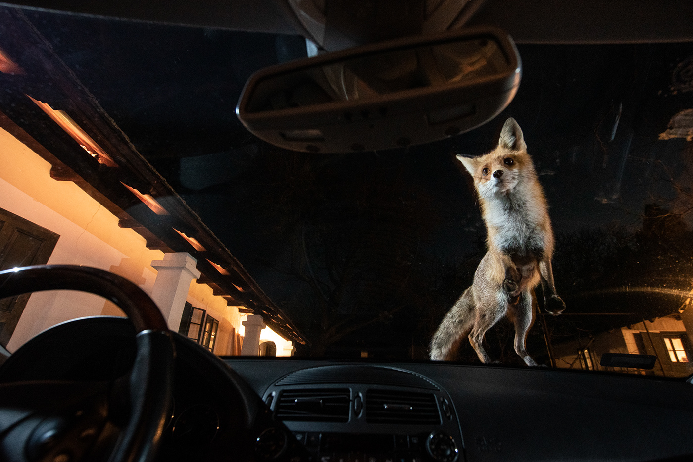 environment essay FOX fox photography Nature Photography  Urban Animals wildlife Wildlife photography