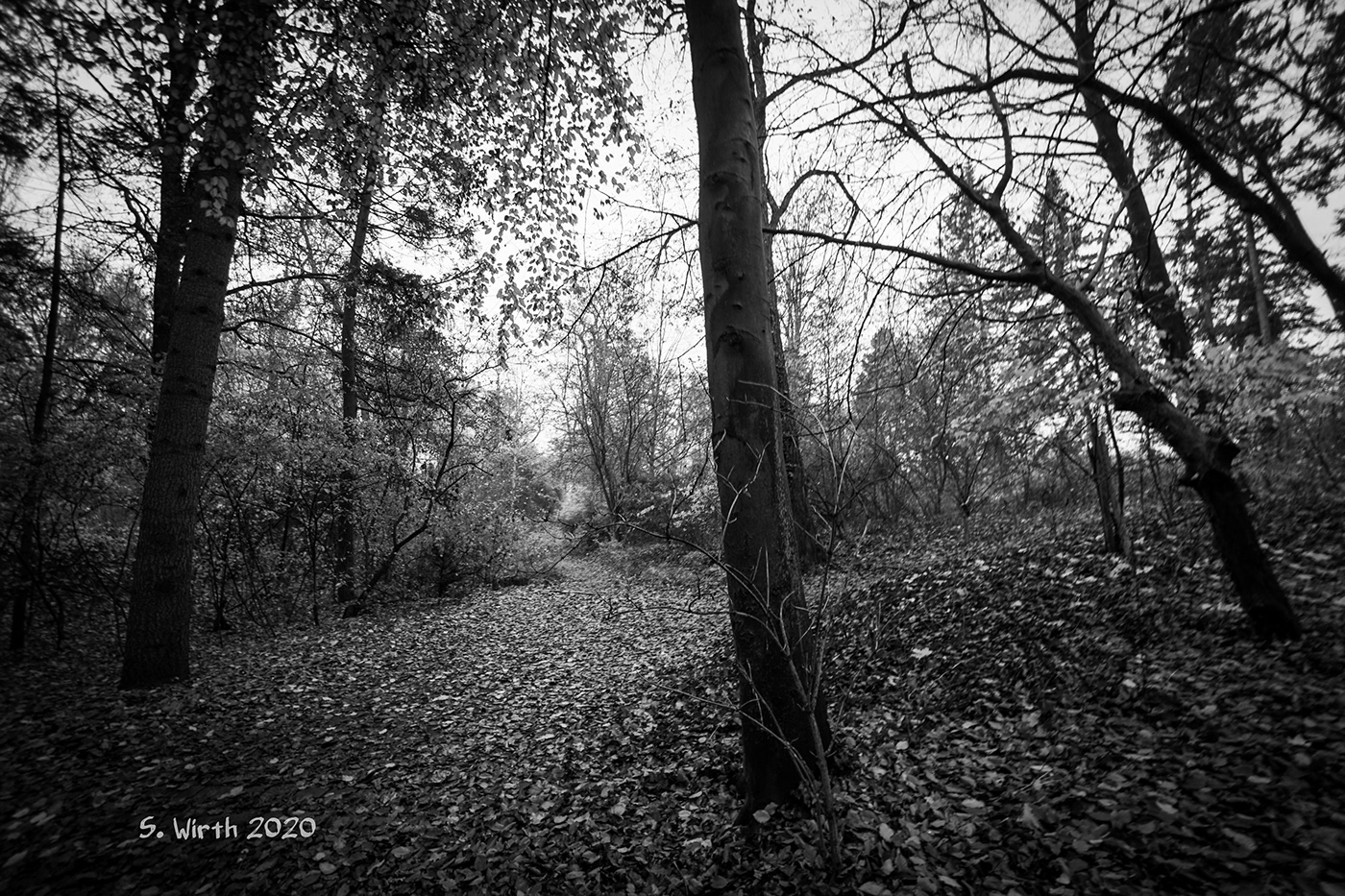 berlin Landscape November 2020 Park Rehberge Stefan F. Wirth trees woods