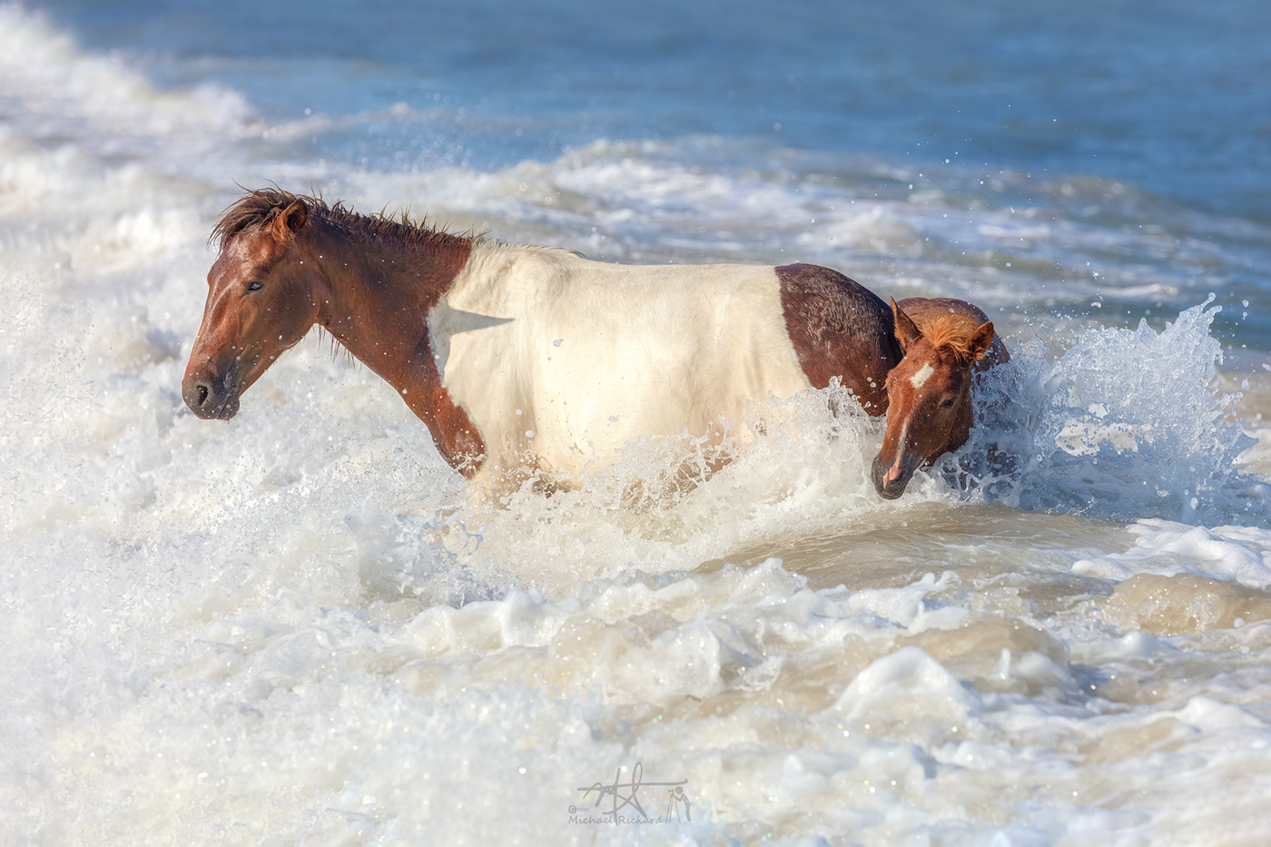 Assateague assateague island beach horses maryland national seashore Ocean seashore summer wild horses