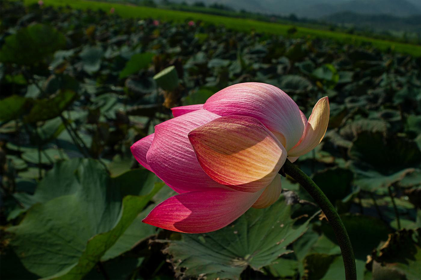 floral flower photography landscape photography Lotus lotus flower nature photography Photography  pink flower travel photography vietnam