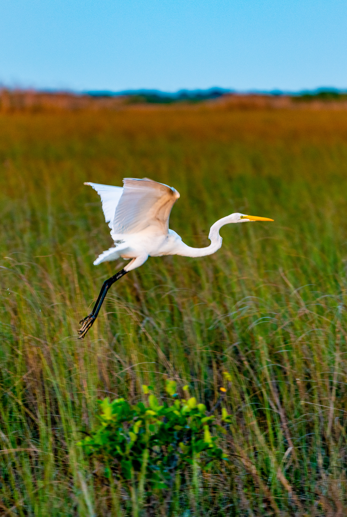birds Everglades florida Florida nature Landscape National Park Nature Photography  sunset wetland