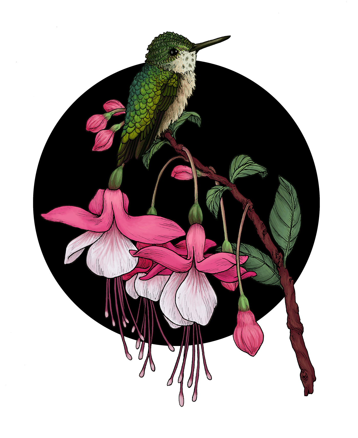 botanical illustration Digital Art  Drawing  ILLUSTRATION  ink drawing nature art
