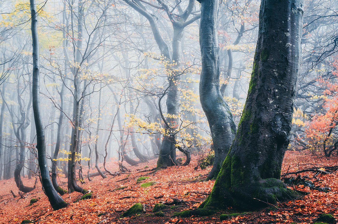 forest wood trees Nature mist fog mood autumn Fall