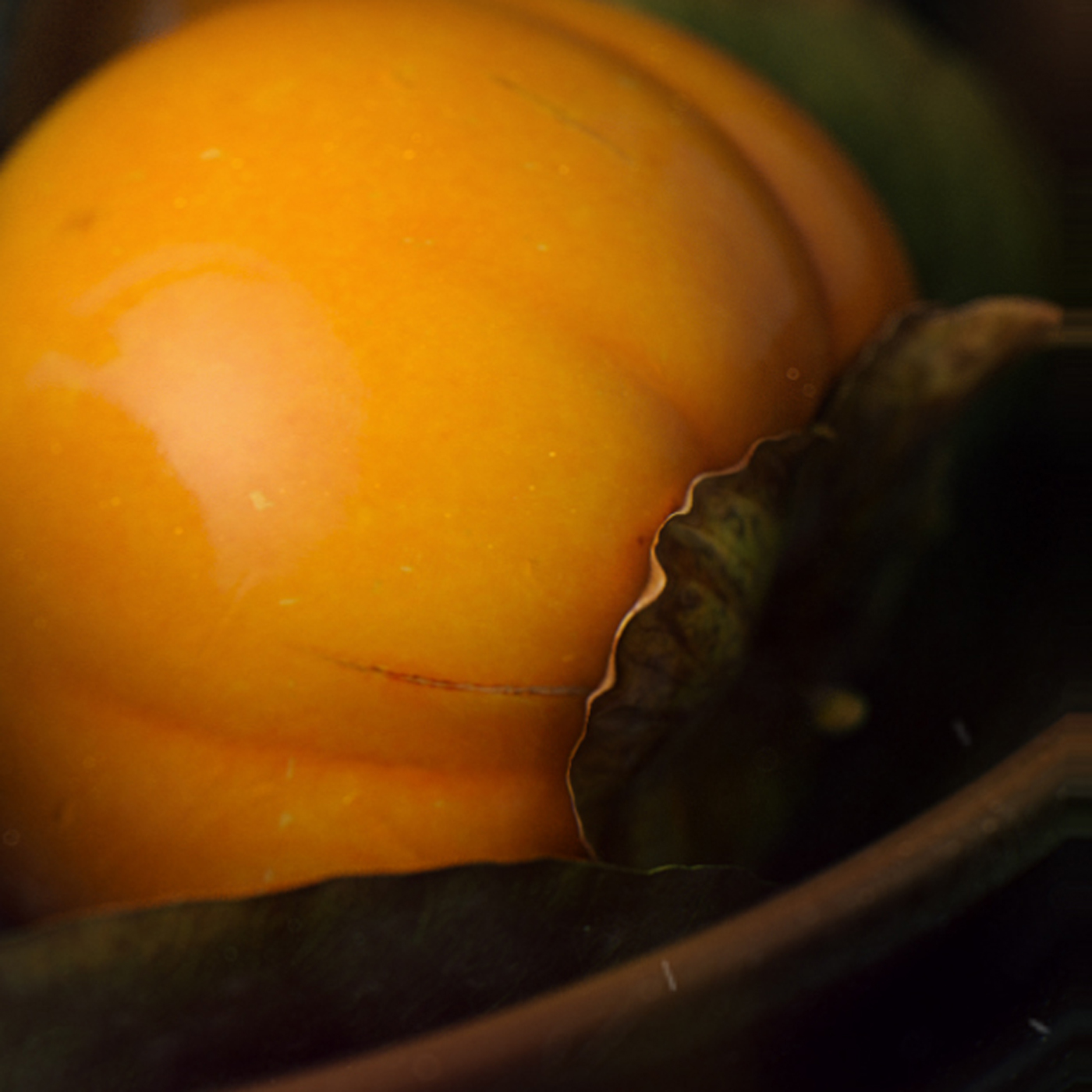 Full CG persimmon Render OCTAN houdini Food  fruits