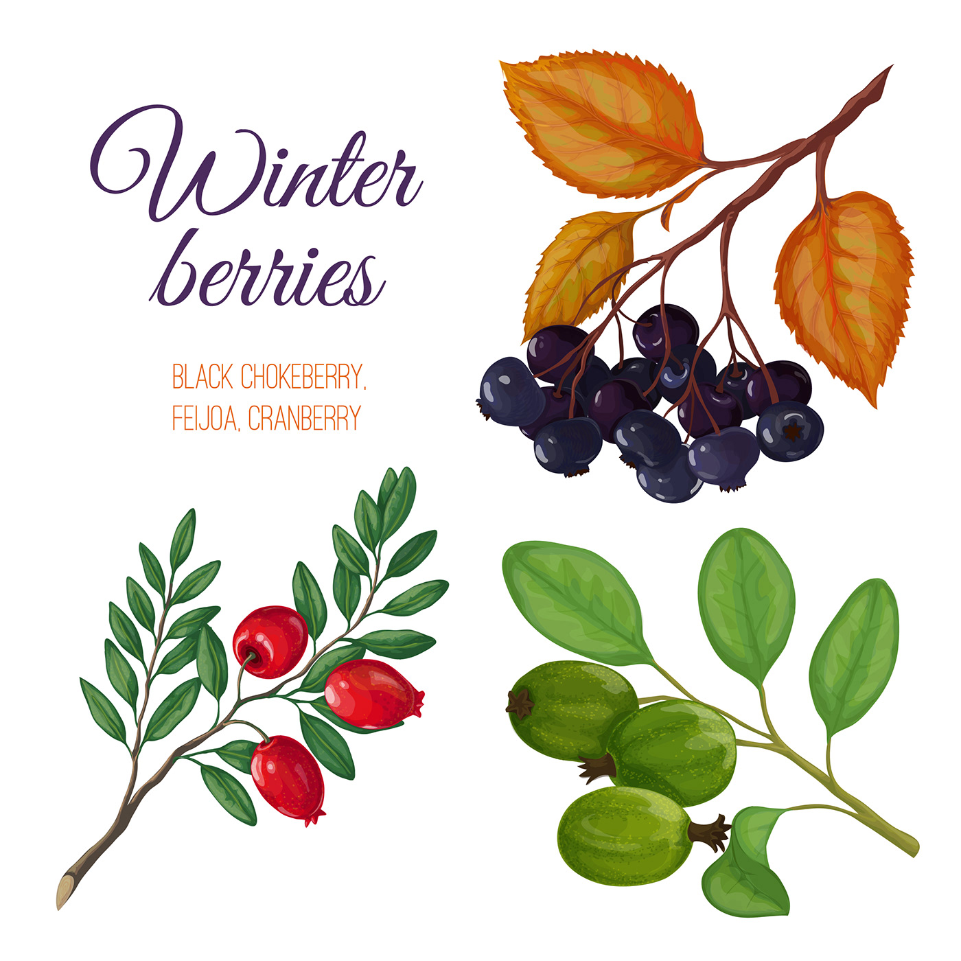 branches leaves berries winter berries snowy seasons vector objects