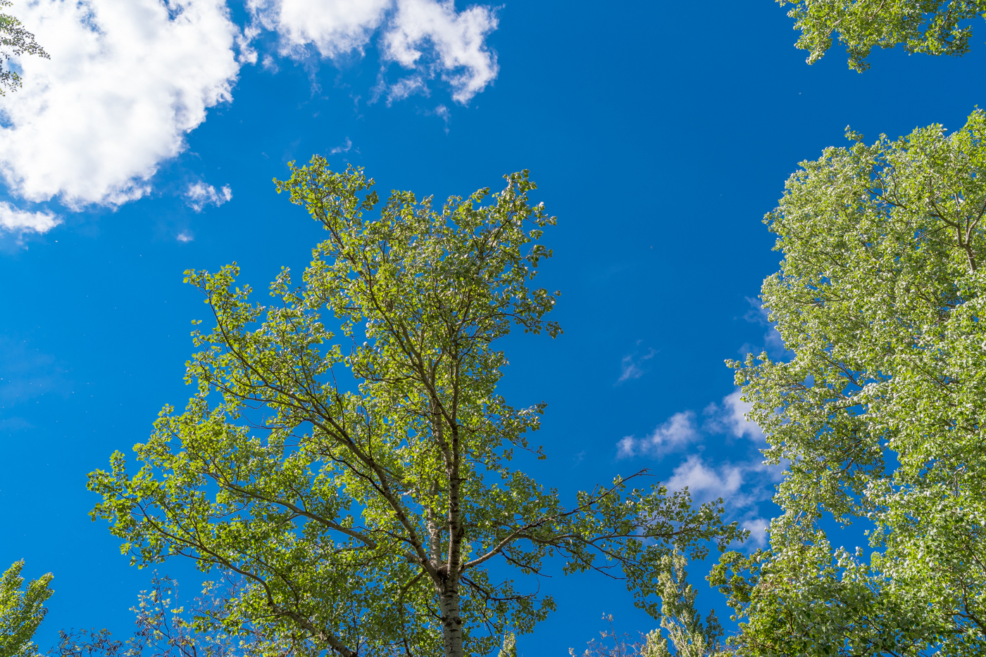 concept SKY blue trees clouds SUNNY DAY colors Photography  Project photo collection