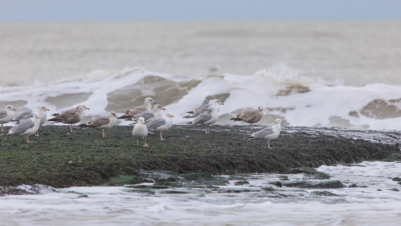 gulls herring gulls seagulls