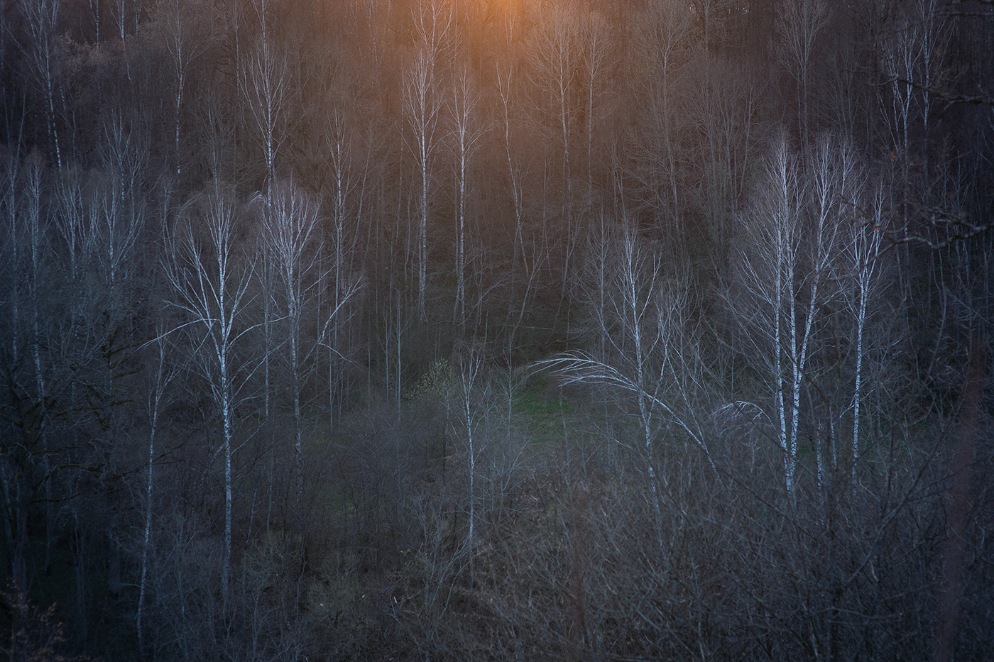 birch lietuva lithuania Mindaugas Buivydas trees twilight