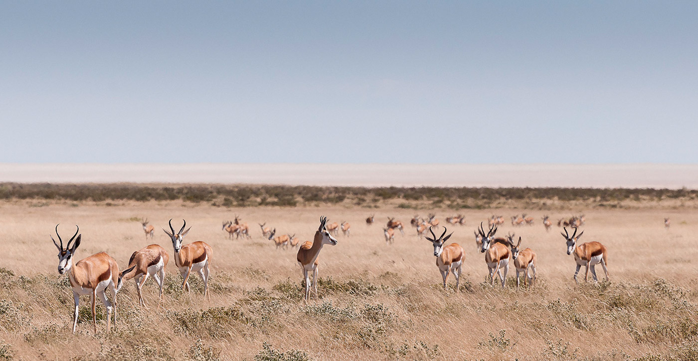 etosha national park Wildlife photography zebra photos giraffe photos wildebeest photos