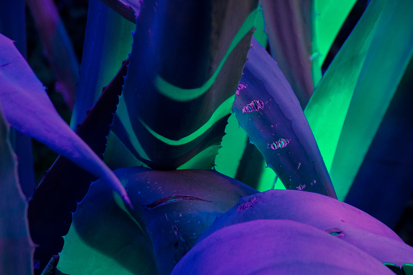 neon agave night acid tropic Plant Magic   Nature Beautiful colorful