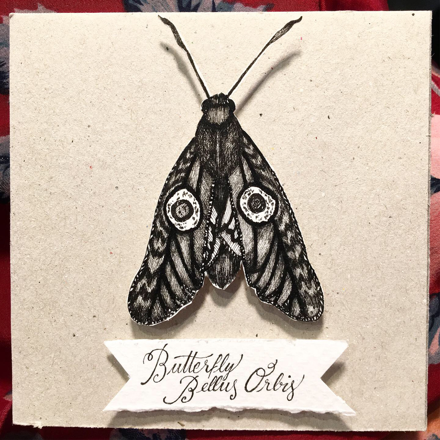 butterfly ILLUSTRATION  typography   Exhibition  art ink paper curiositiy