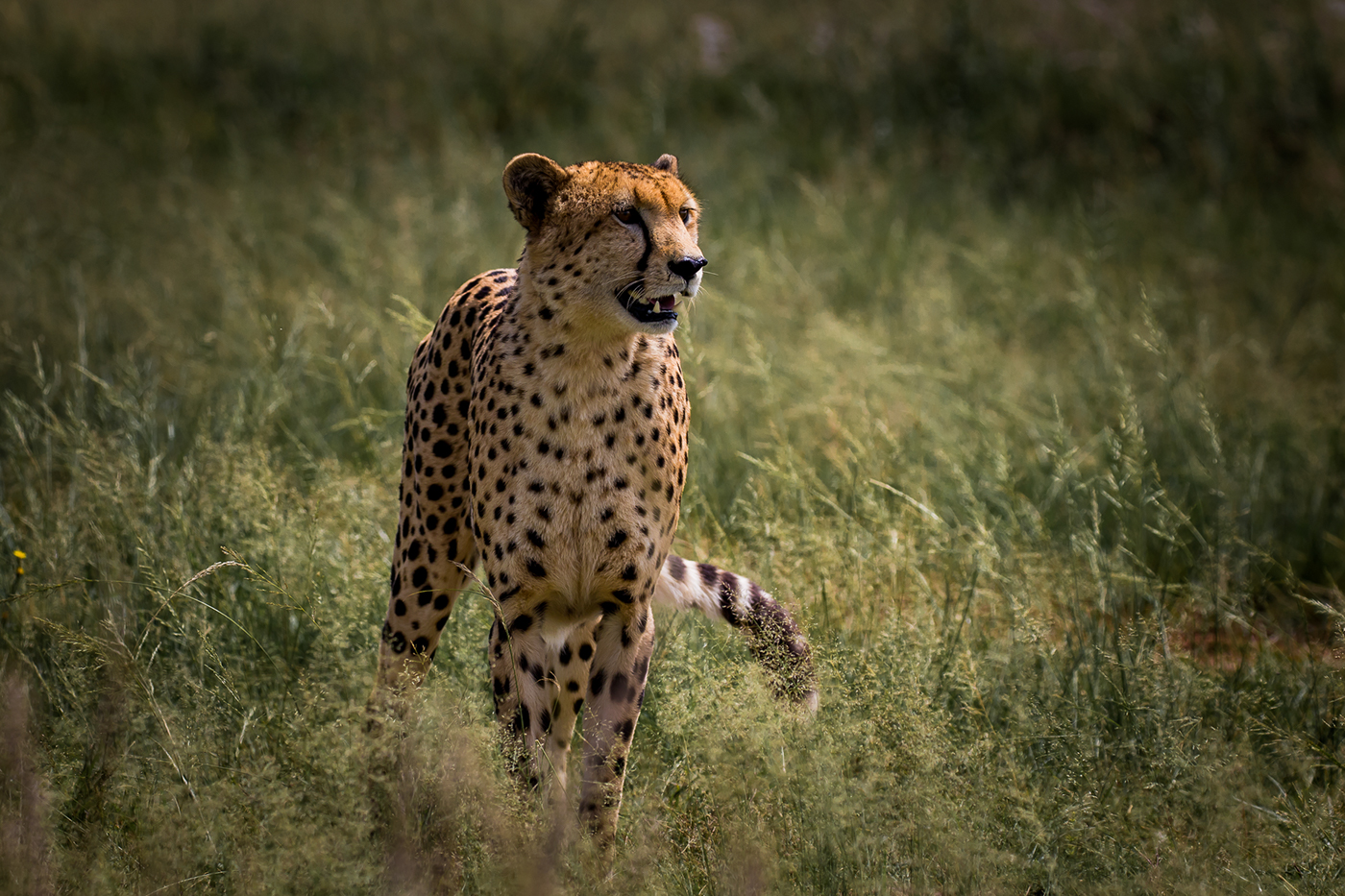 cheetah predator wildlife africa big cat Nature outdoors conservation