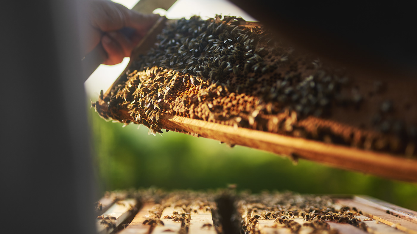 Beekeeper bees craft Food  honey Nature