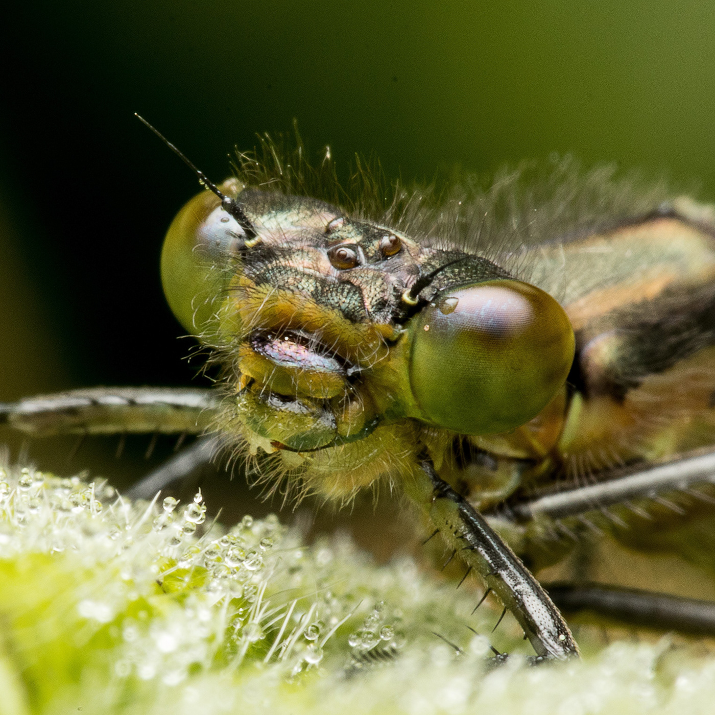 bugs closeup Insects macro Nature Photography 