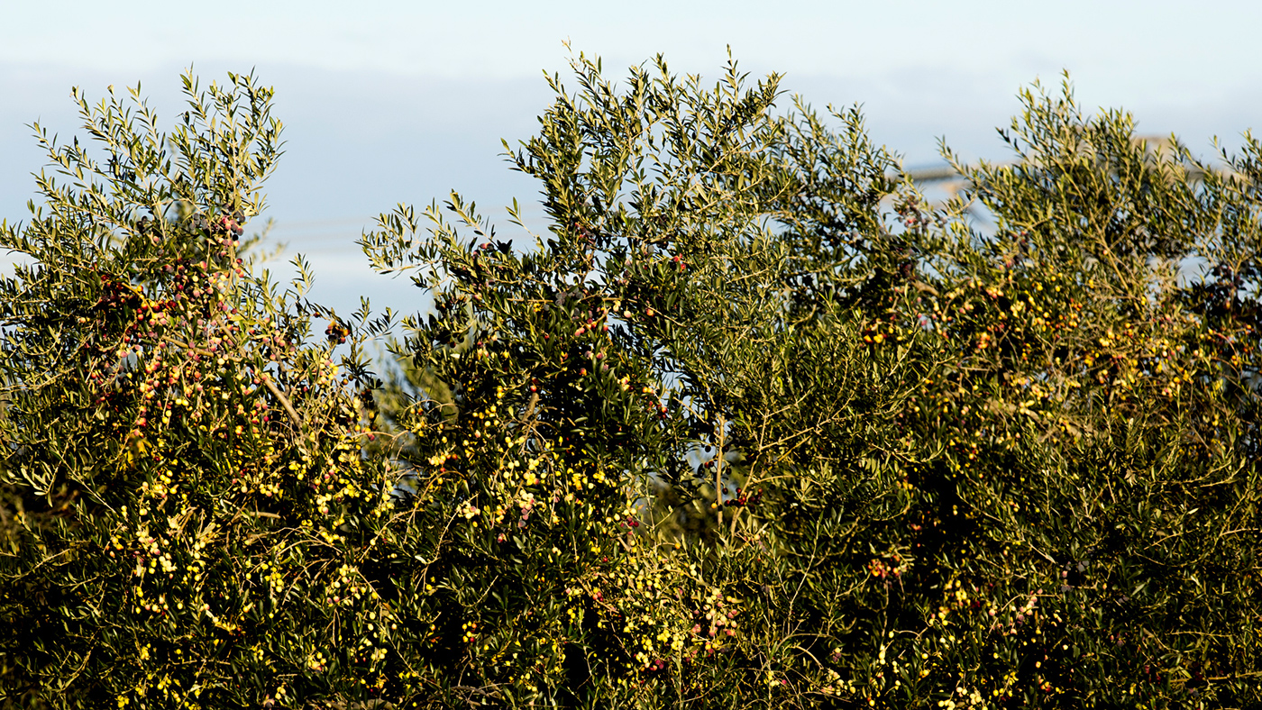 BestOlive Olive Oil alentejo Portugal