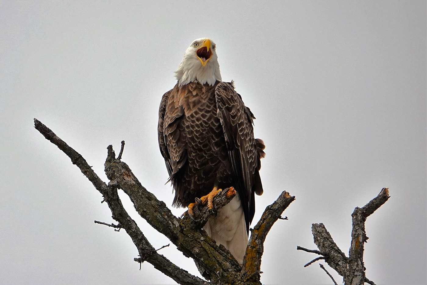 bald eagle bird eagle Nature Photography  Preybird wildlife