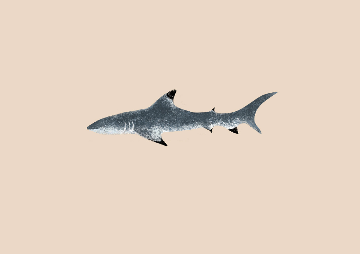 conceptual illustration ILLUSTRATION  infographic sharks illustration