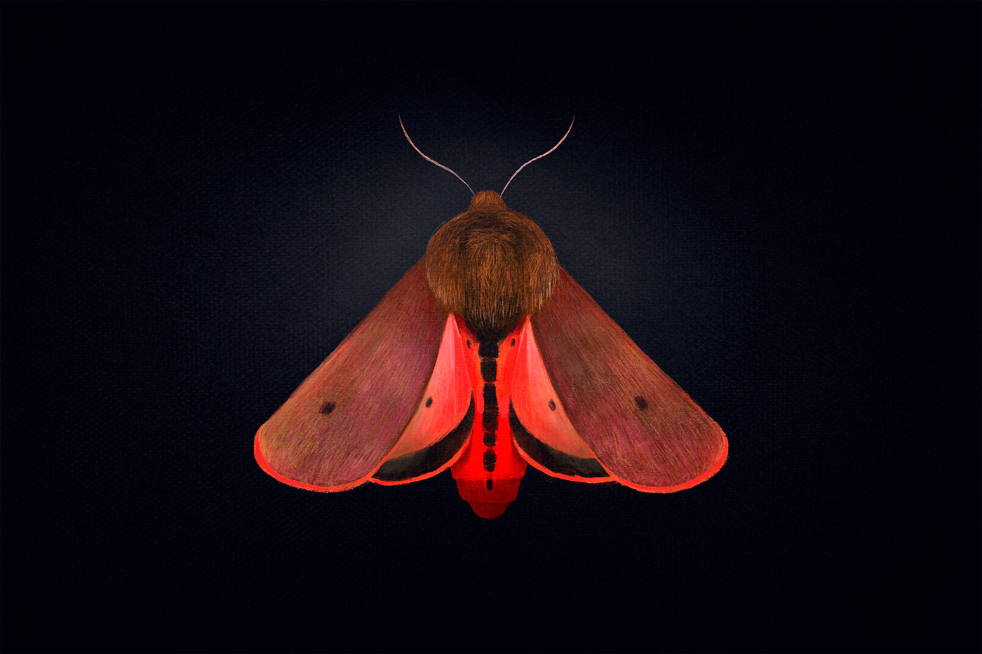 macro Insects slovenia bugs scientific vintage Nature moths dark Iridescence
