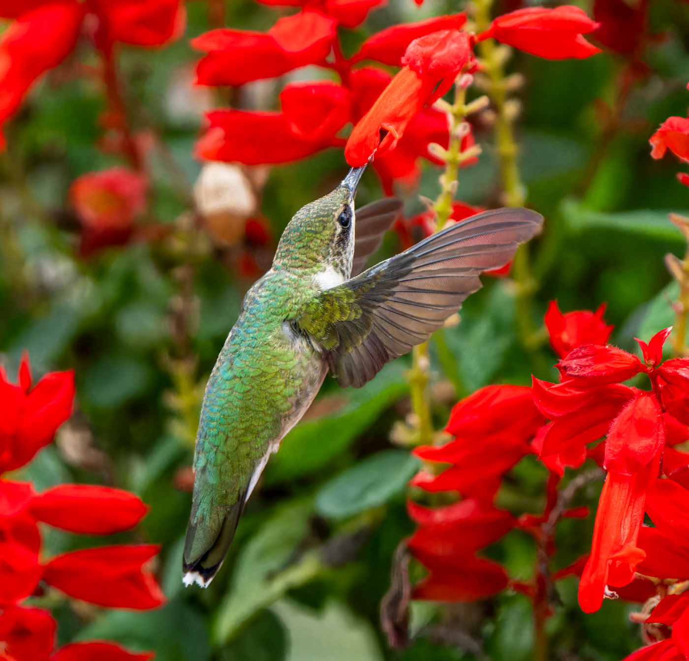 hummingbird Nature wildlife