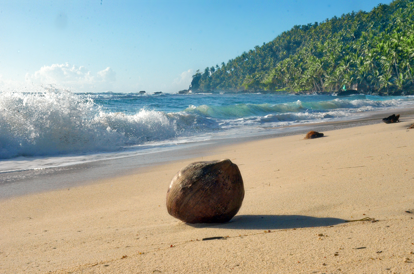 beach sea Ocean Coconut