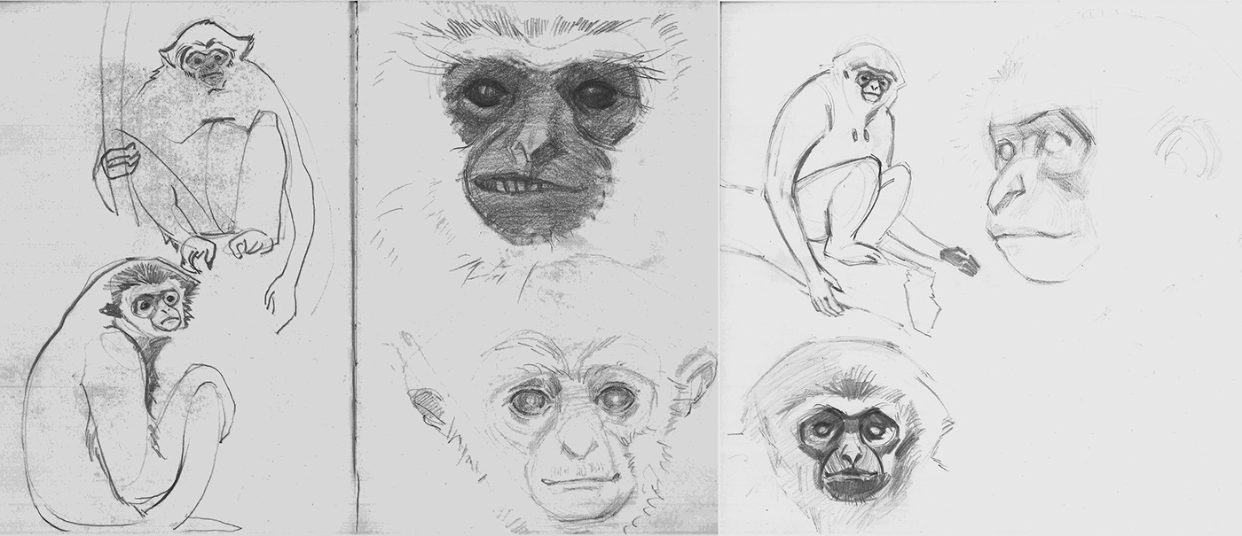 animation  ape charcoal classic animation gibbon lightbox sketch sketchbook storyboard study