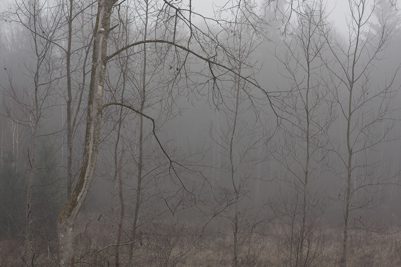lietuva lithuania Landscape trees autumn mist Mindaugas Buivydas fog Fog landscape Sad Nature