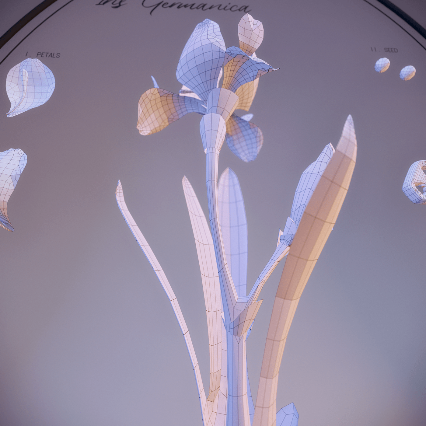 3D model botanical botanical illustration envirenment flower game asset iris iris germanica Low Poly Plant