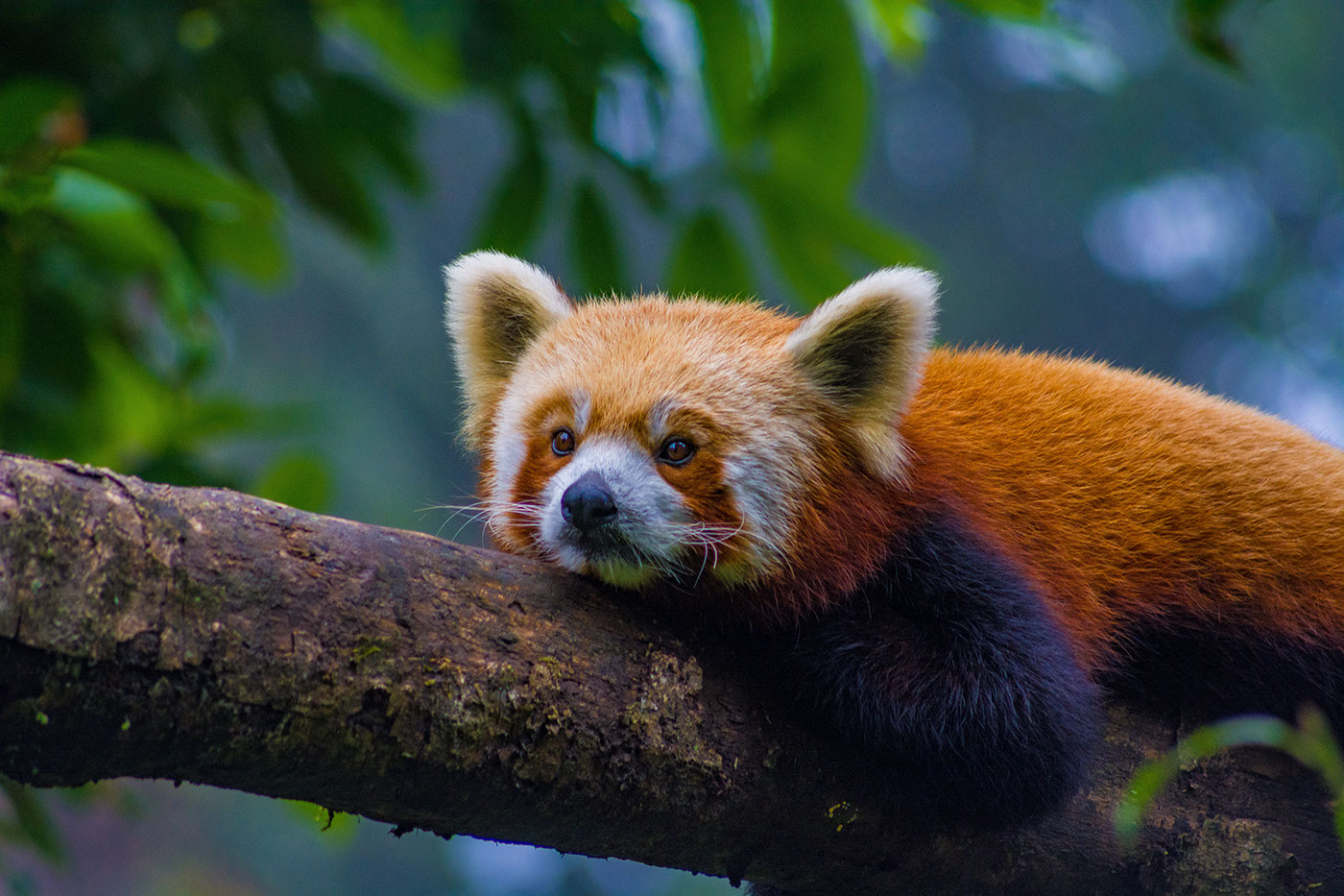 Panda  redpanda himalaya wildlife endangered shy bushytail
