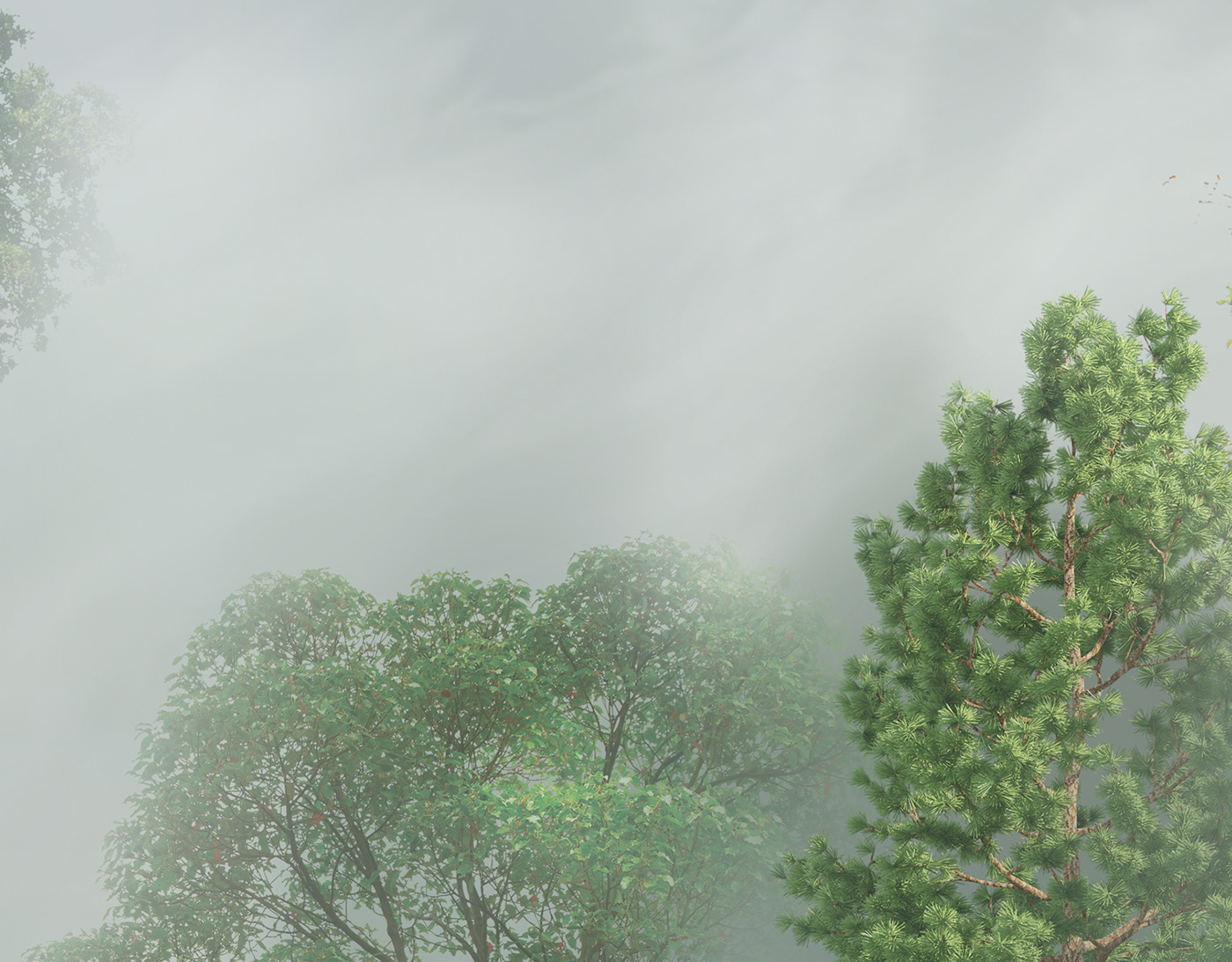 MORNING Landscape Nature Tree  forest jungle green fresco wallpaper fog