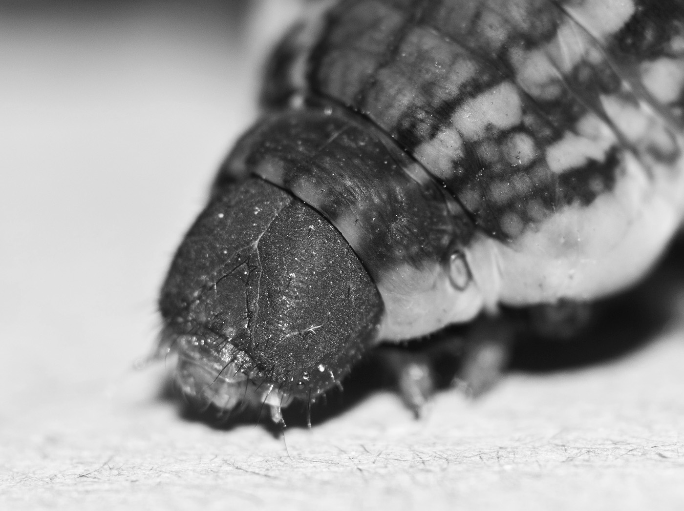macro close-up Nature forgotten overlooked lost bugs micro Beautiful amazing small Tiny creature