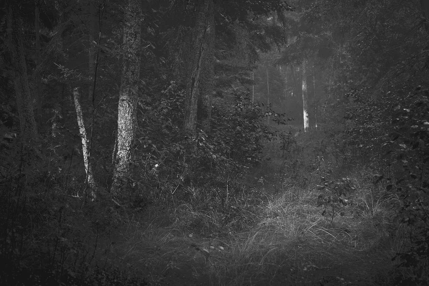 fog forest Landscape lietuva lithuania Mindaugas Buivydas mist Nature trees