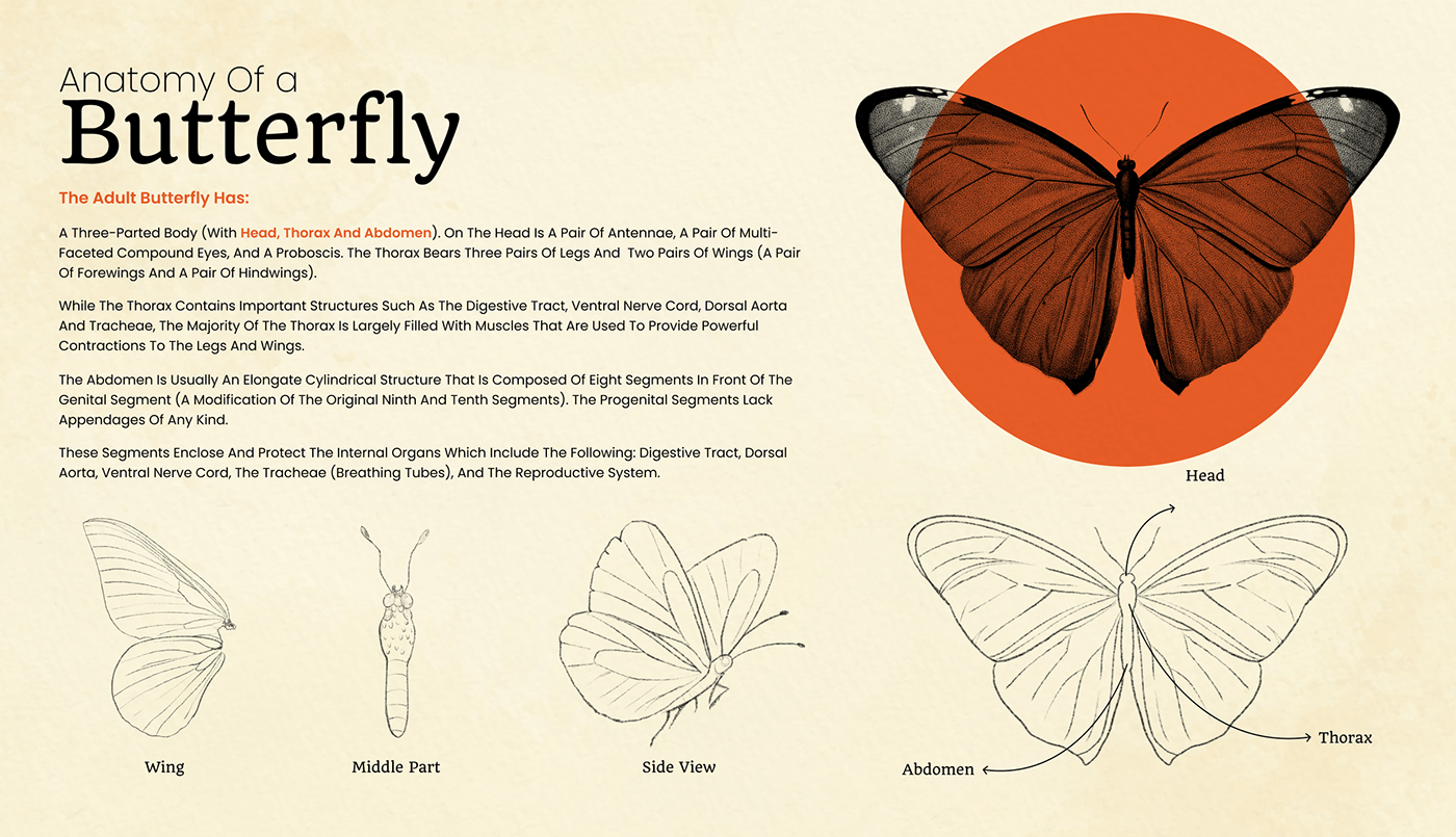 butterfly design graphic design  infographic infographics