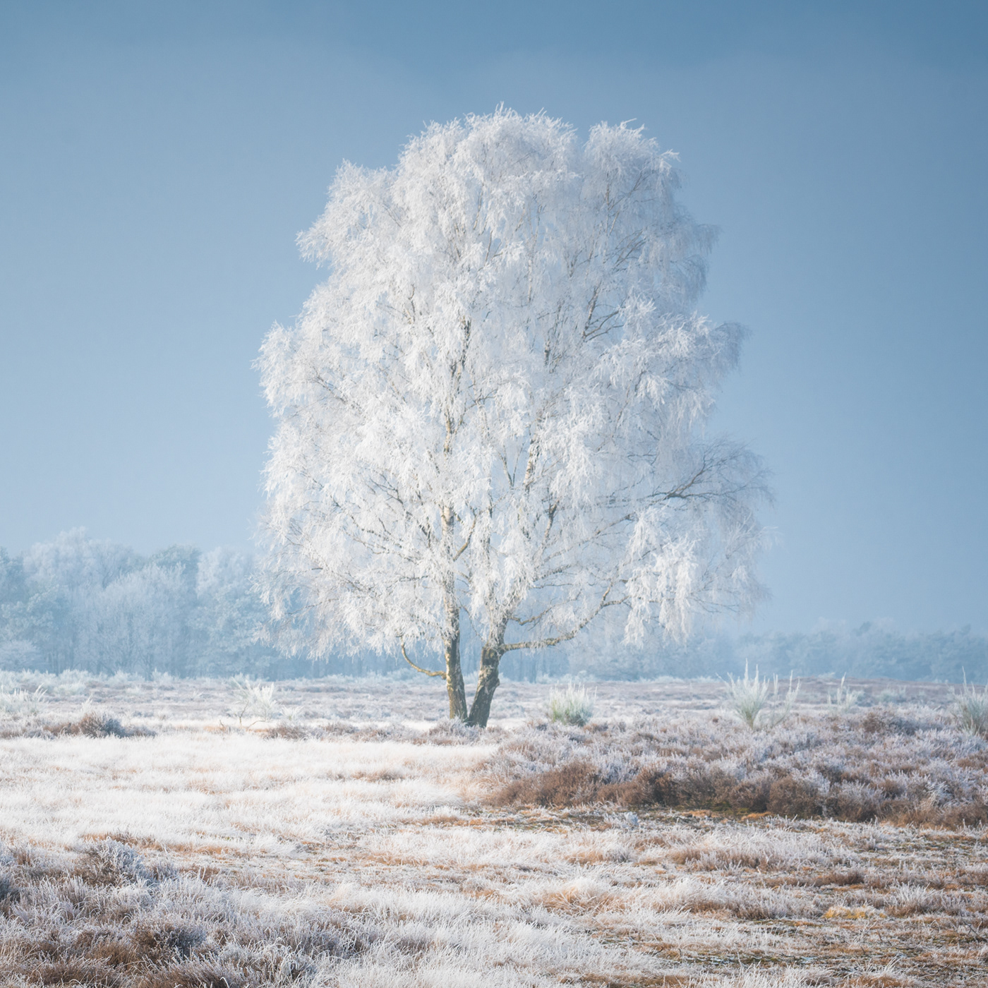 frost frozen hilversum The Netherlands winter Winter Wonderland