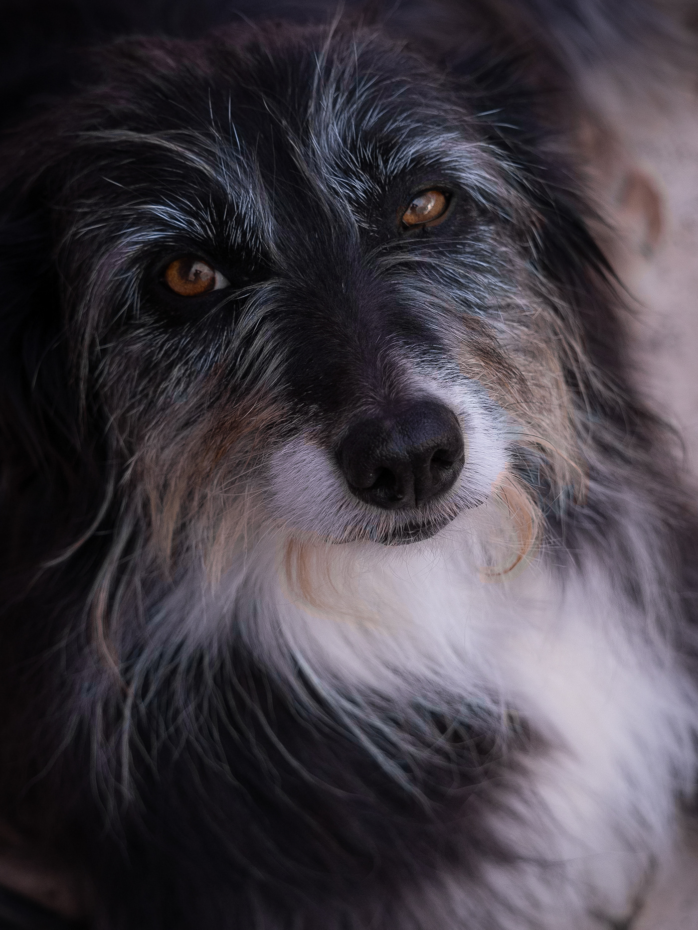 perro dog Pet animal Character Digital Art  lightroom photographer Photography 